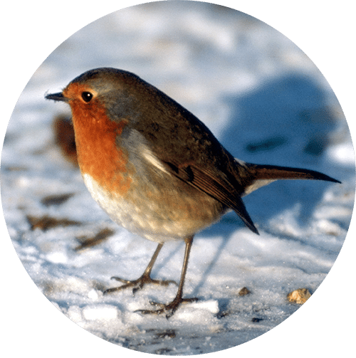 Round Robin